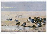 Archibald Thorburn Canvas Paintings - Pintail Wigeon and Teal